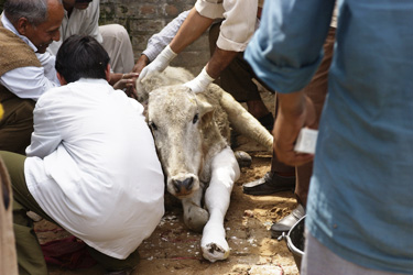 calf broken leg