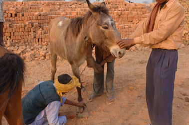 Work Camp Farrier