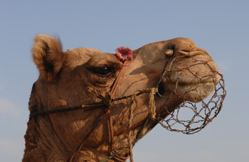 Camel Head
