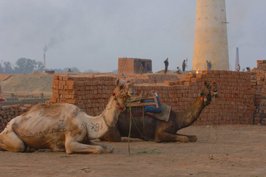WOrk Camp Bhatta camels
