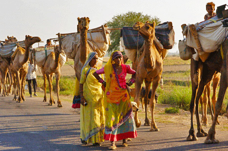 Nomads Of Rajasthan. Rewari Nomads from the Jodhpur