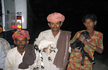 Nomads goats night