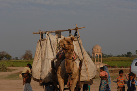 Work-Animal-Camel-Cart.jpg